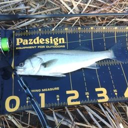 セイゴ（マルスズキ）