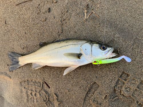 セイゴ（マルスズキ）の釣果