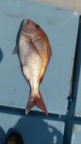 タイの釣果