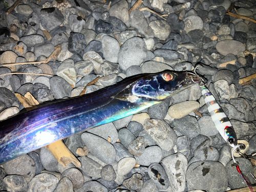 タチウオの釣果