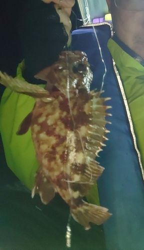 カサゴの釣果