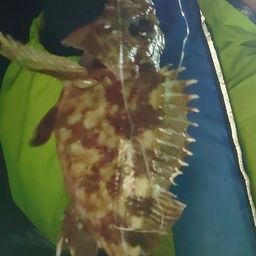 カサゴ