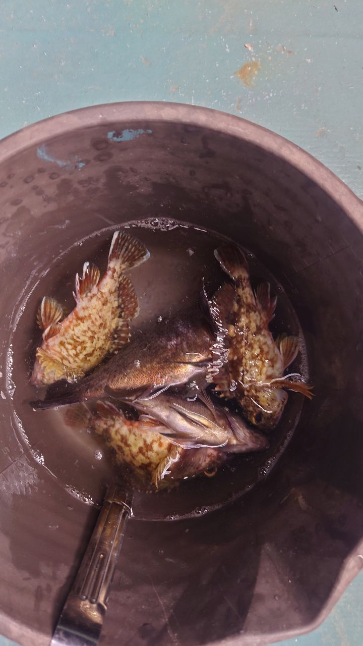 ウナギ釣り柱さんの釣果 2枚目の画像