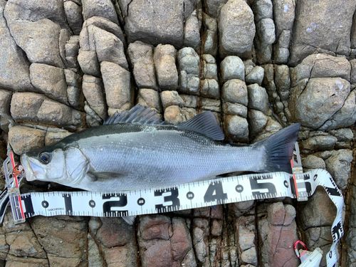 ヒラスズキの釣果