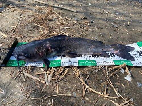 アメリカナマズ