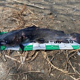 アメリカナマズ