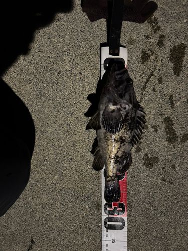 クロソイの釣果