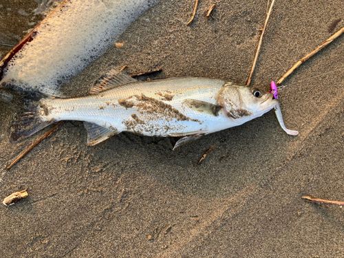 セイゴ（マルスズキ）の釣果