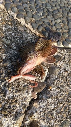 カサゴの釣果