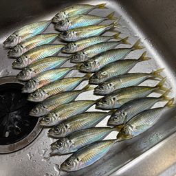 アジ