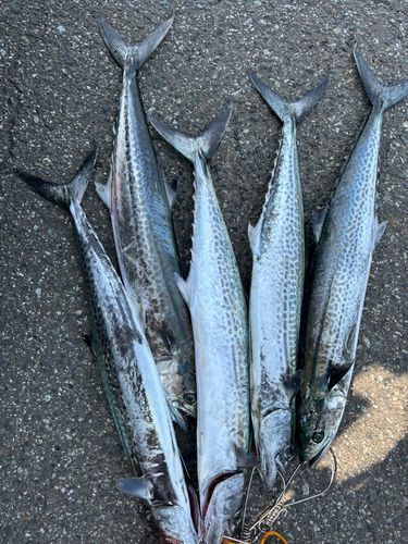 サワラの釣果