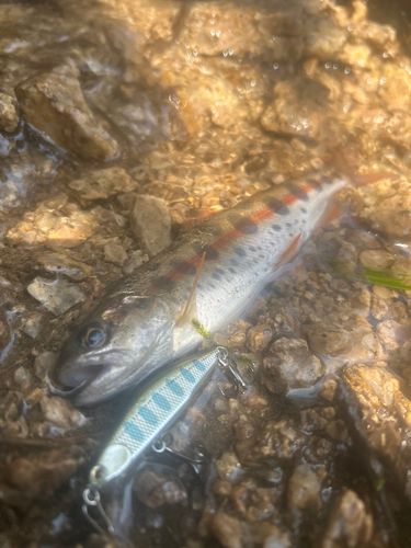 ヤマメの釣果
