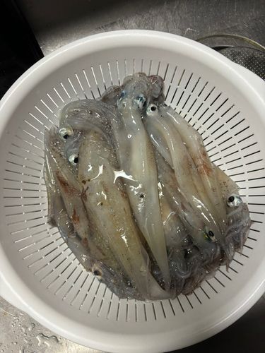 ヤリイカの釣果