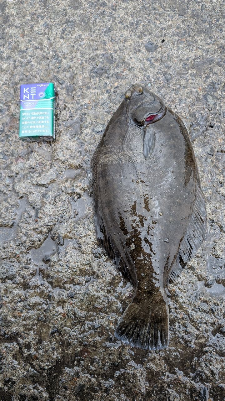 クロガシラガレイ