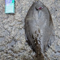 クロガシラガレイ