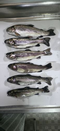 ニジマスの釣果