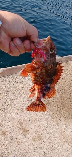 アラカブの釣果