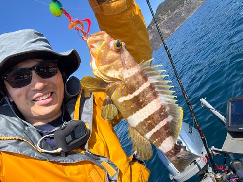 アオハタの釣果