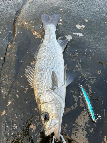 セイゴ（ヒラスズキ）の釣果