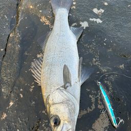 セイゴ（ヒラスズキ）