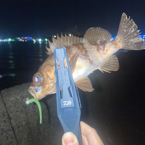 クロメバルの釣果