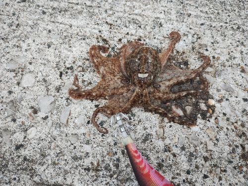 イイダコの釣果