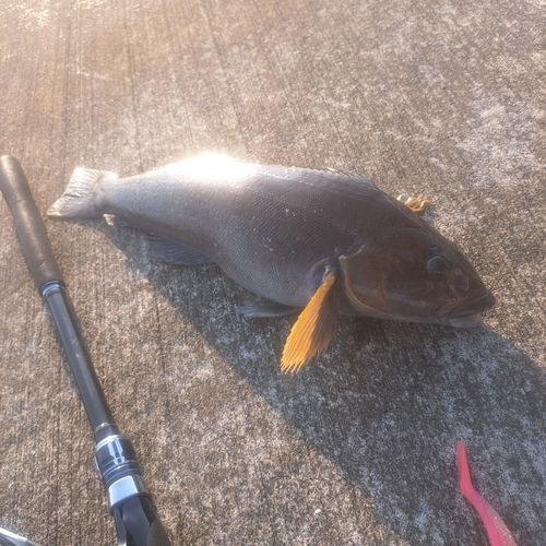 アイナメの釣果