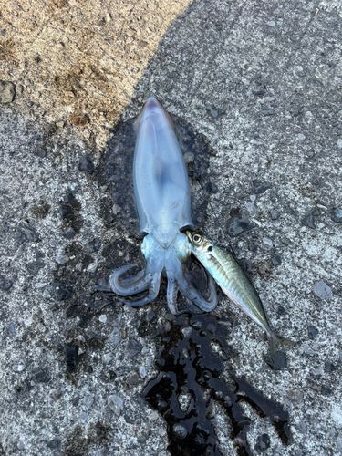 モイカの釣果