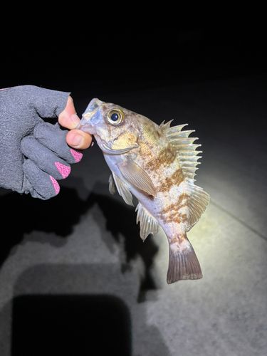 シロメバルの釣果