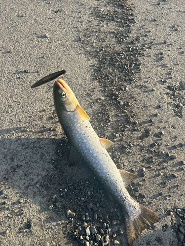 アメマスの釣果