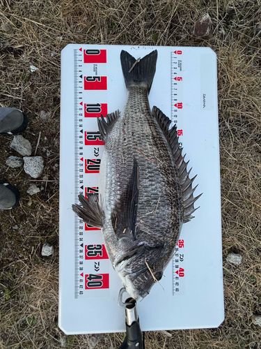 クロダイの釣果