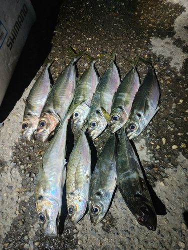 アジの釣果