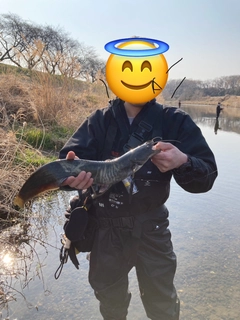 マナマズの釣果