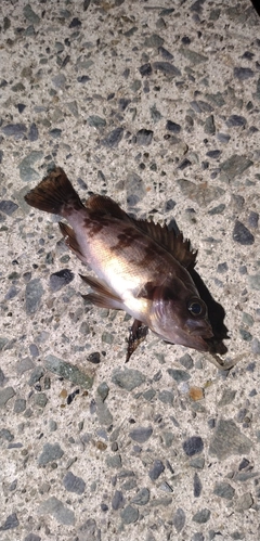 シロメバルの釣果