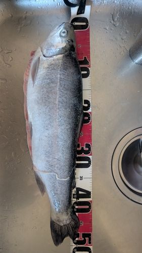 サクラマスの釣果