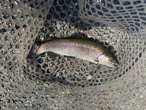 ニジマスの釣果