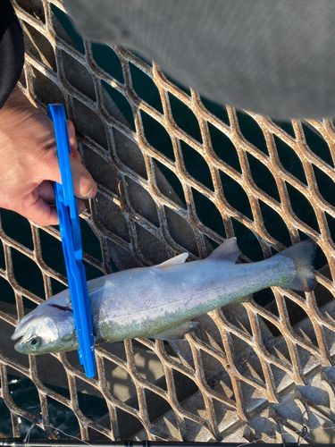 トラウトサーモン