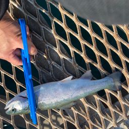 トラウトサーモン