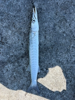 カマスの釣果
