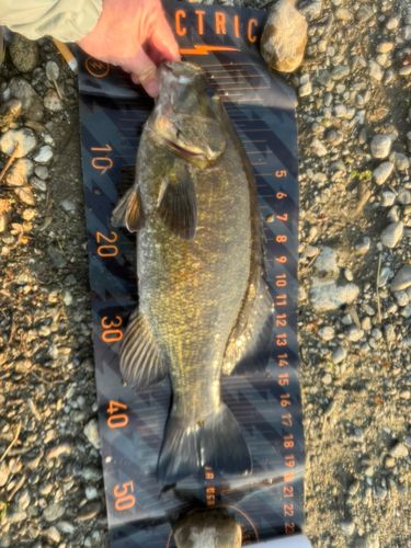 スモールマウスバス