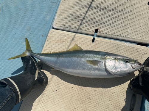 メジロの釣果