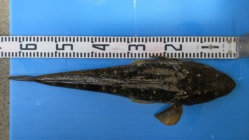 マゴチの釣果