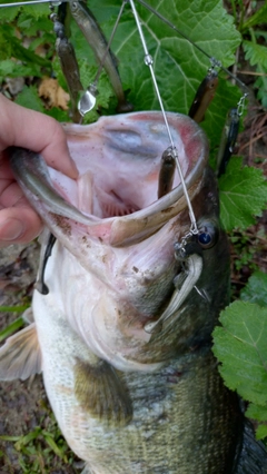 ブラックバスの釣果