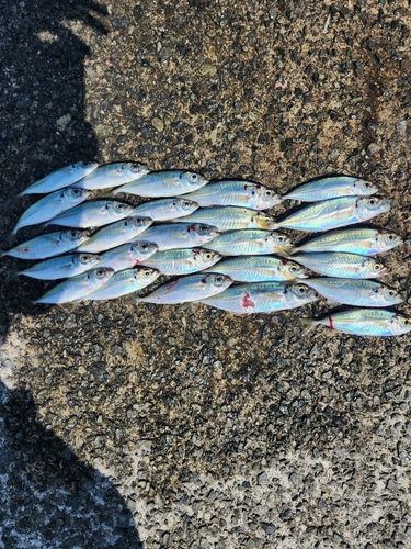 アジの釣果