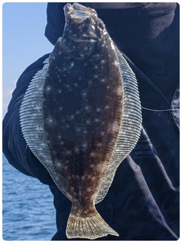 ソゲの釣果