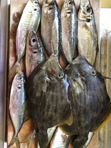 カワハギの釣果