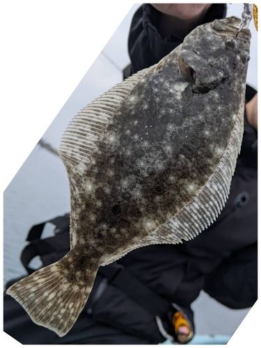 ソゲの釣果