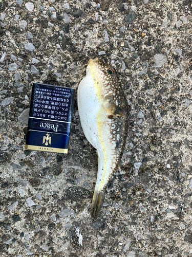 ショウサイフグの釣果