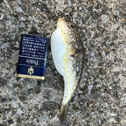 ショウサイフグ