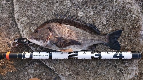 クロダイの釣果